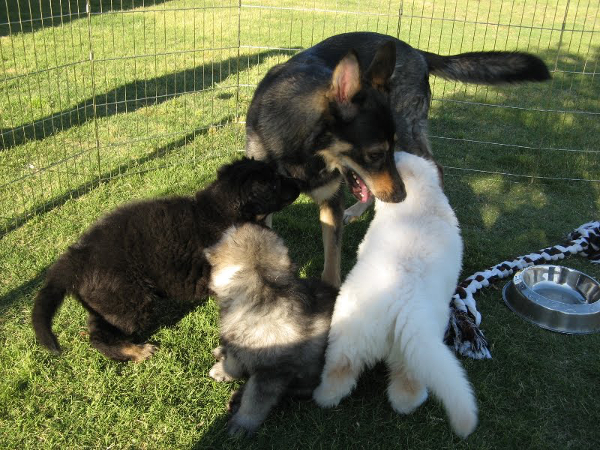 A litter pups with momma Kyrie