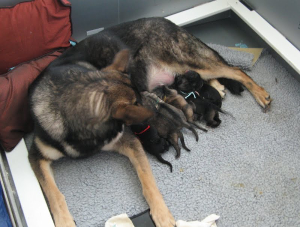 Sparta B litter